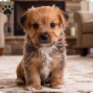 Riley, Morkie / Yorktese Puppy